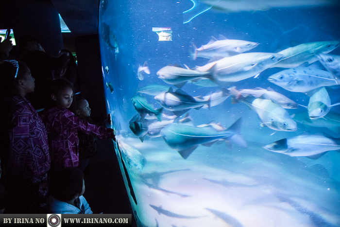 Reportage - Ripley`s Aquarium of Toronto