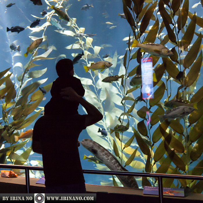 Reportage - Ripley`s Aquarium of Toronto