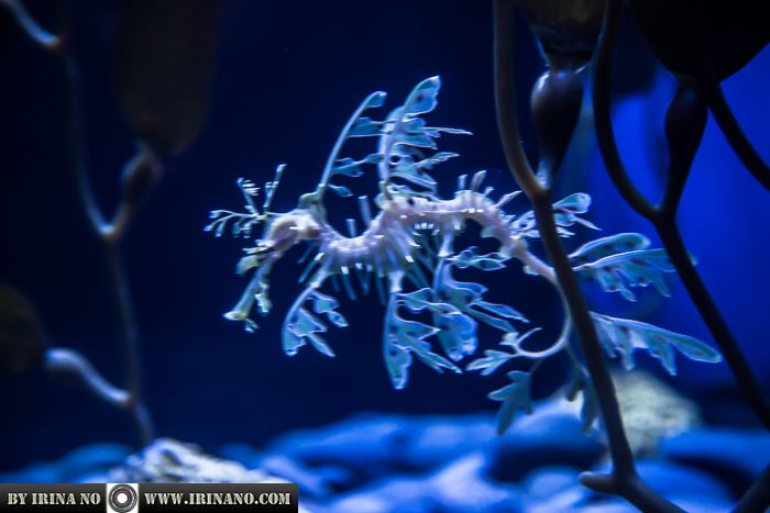 Reportage - Ripley`s Aquarium of Toronto