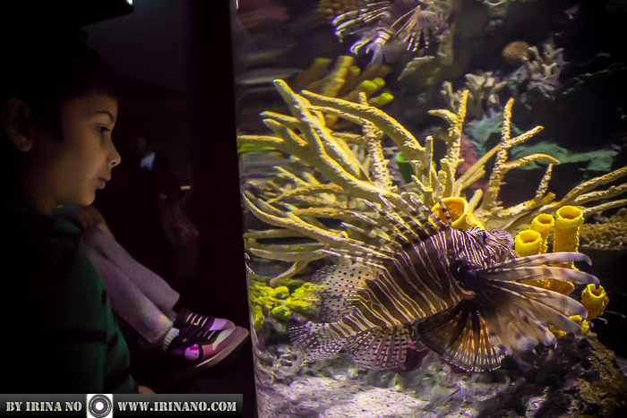Reportage - Ripley`s Aquarium of Toronto