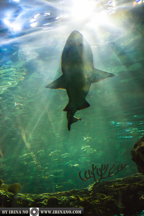 Reportage - Ripley`s Aquarium of Toronto