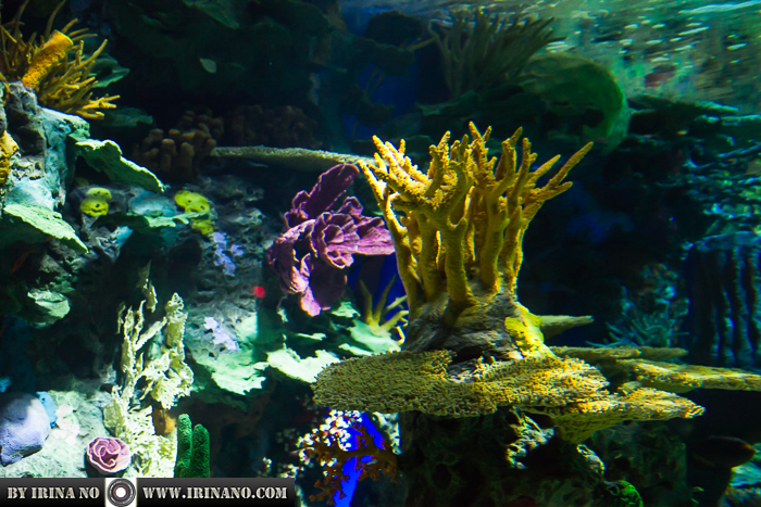 Reportage - Ripley`s Aquarium of Toronto
