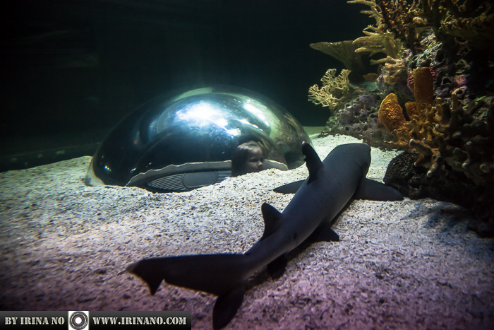 Reportage - Ripley`s Aquarium of Toronto