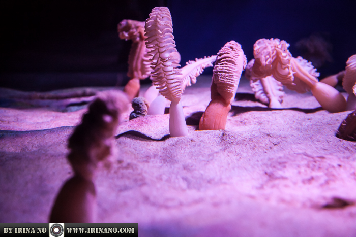 Reportage - Ripley`s Aquarium of Toronto