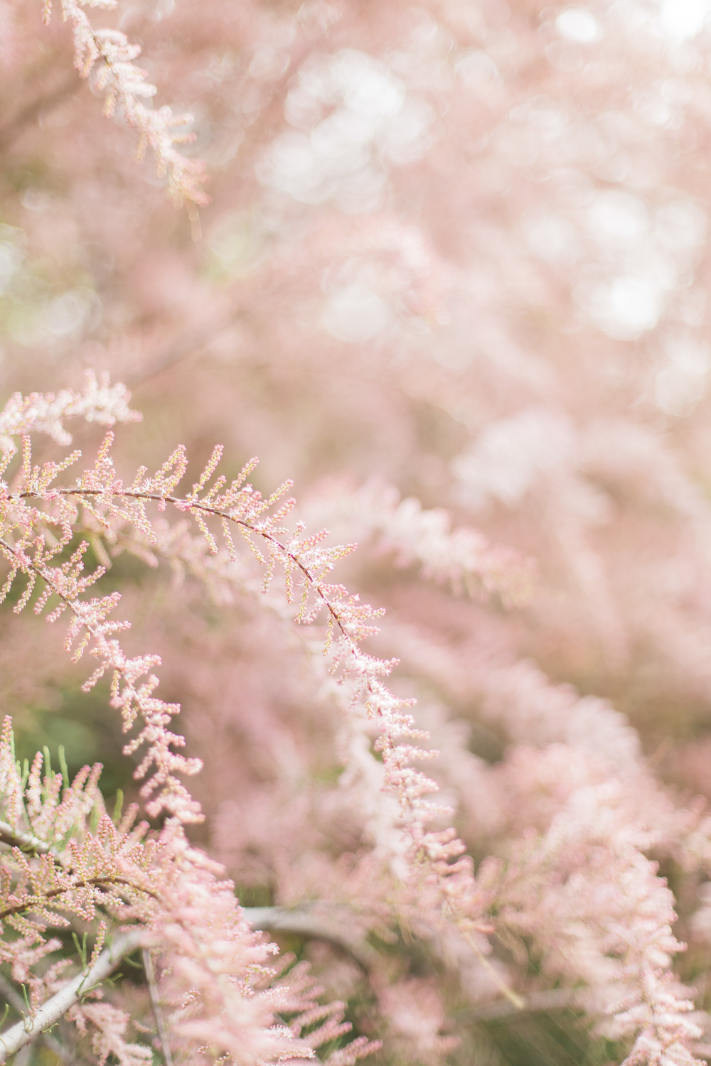 Blossom Beauty
