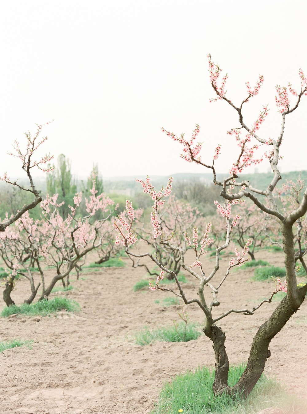 Spring blossom. Anna
