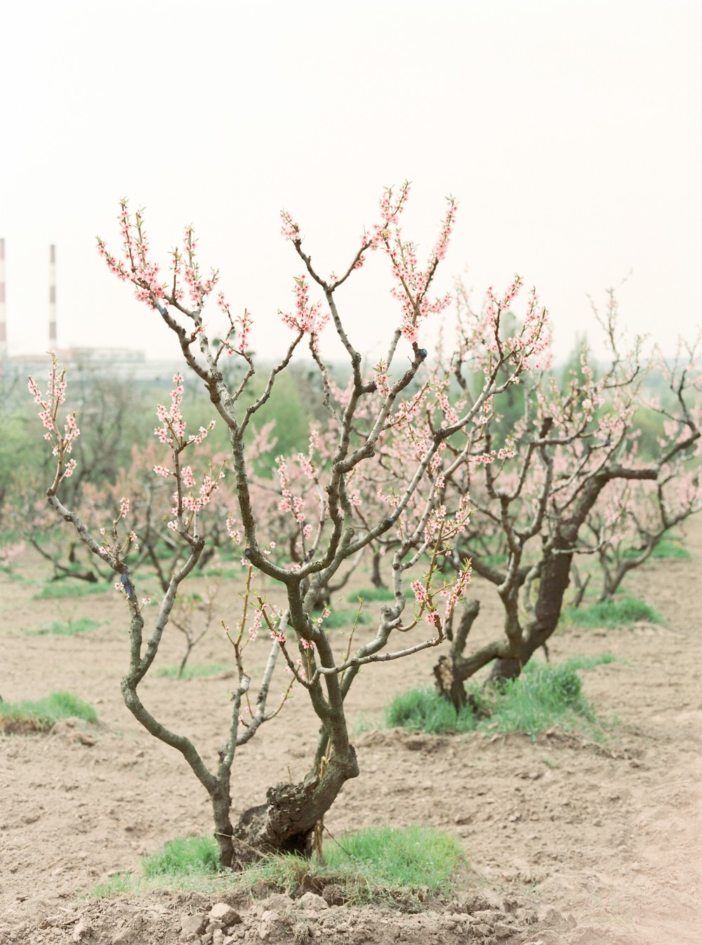 Spring blossom. Anna