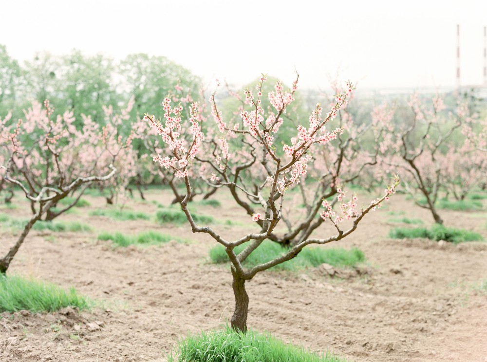 Spring blossom. Anna