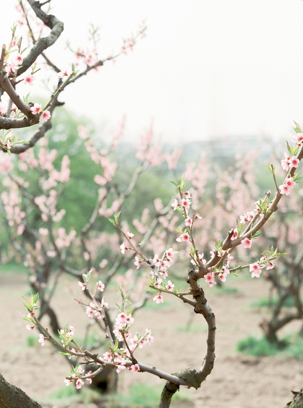Spring blossom. Anna
