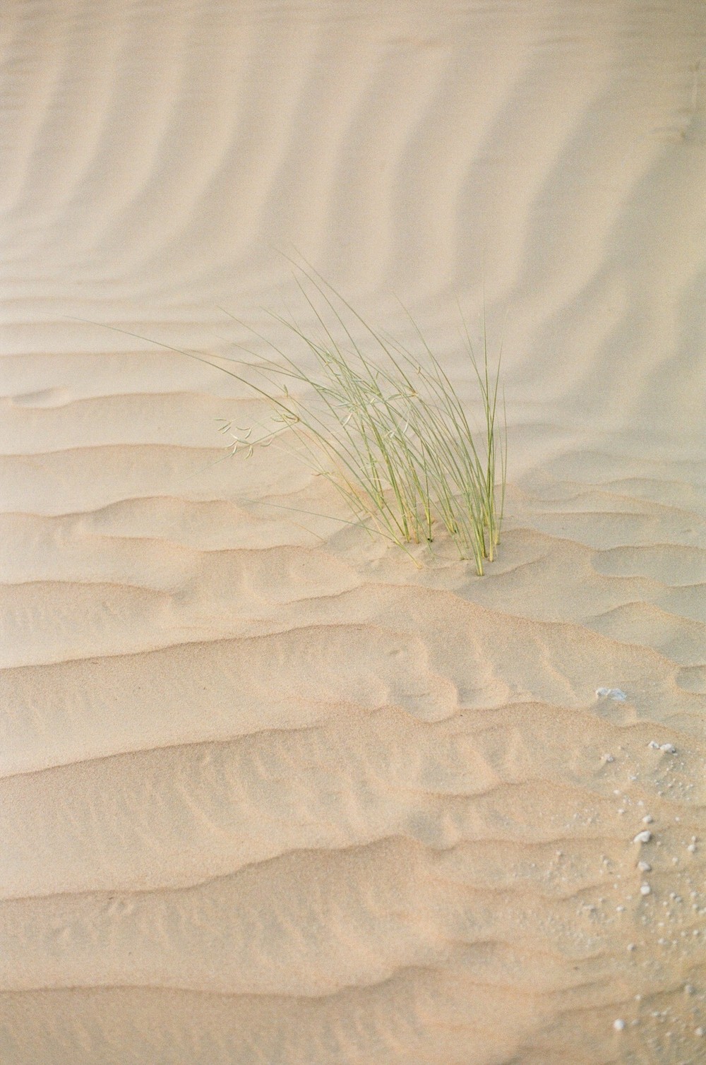 Mirabella. Dubai desert photoshoot