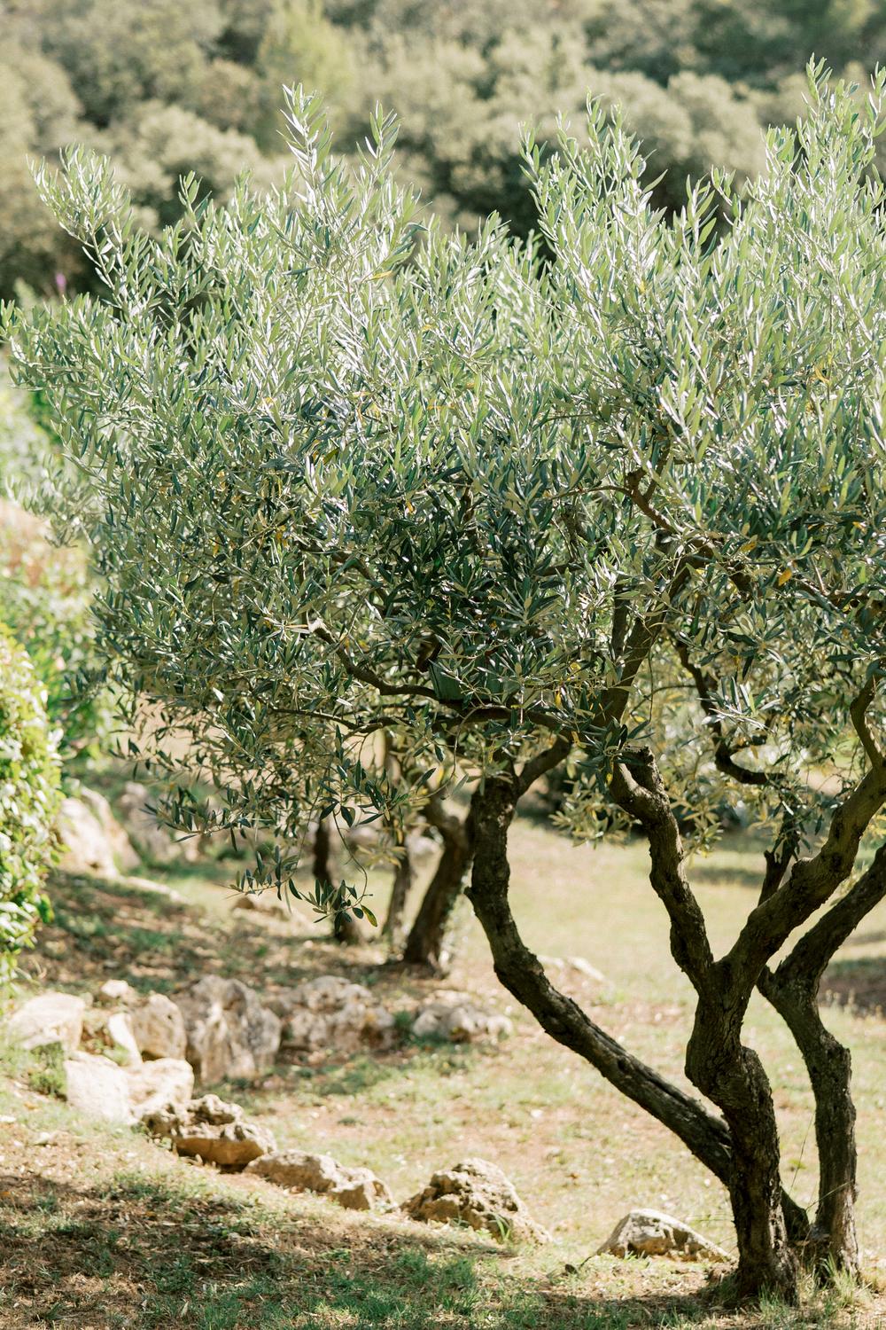 Provence Family Trip. Lavande fields, Gorge du Verdon, Moustier Sainte Marie