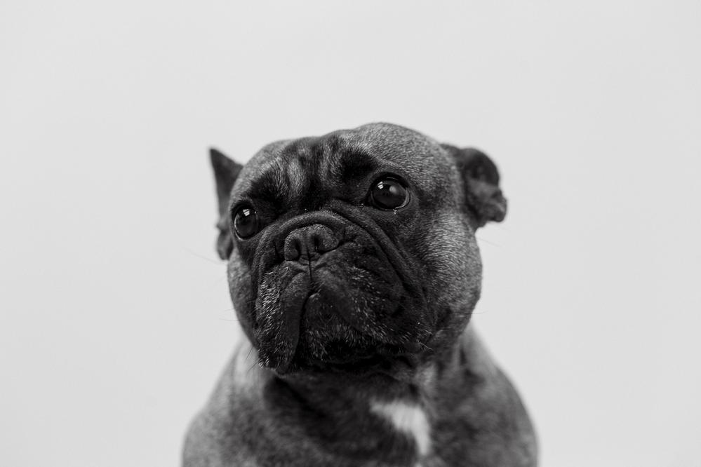 Dogs about