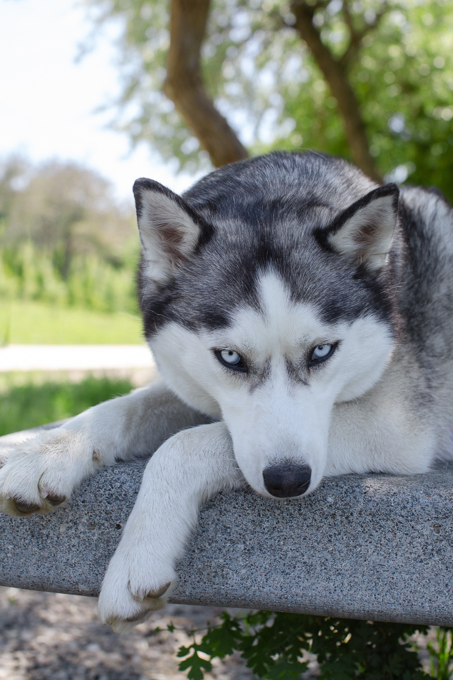 Dogs about