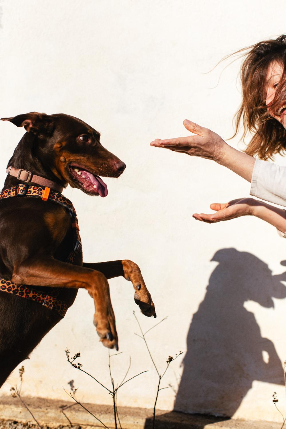 Dogs about