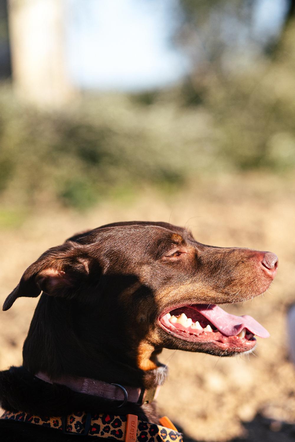Dogs about