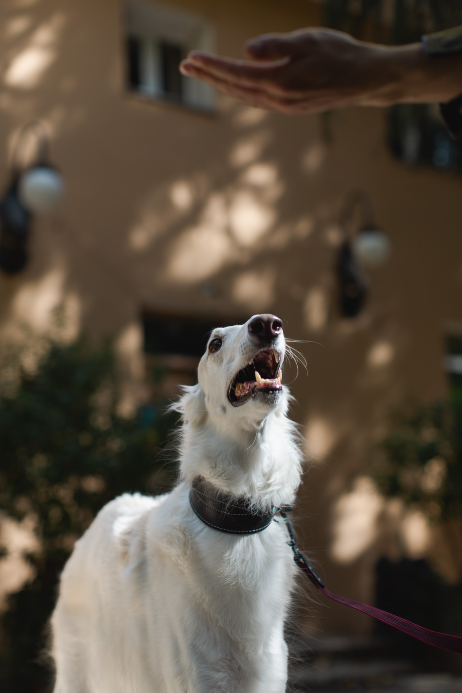 Dogs about