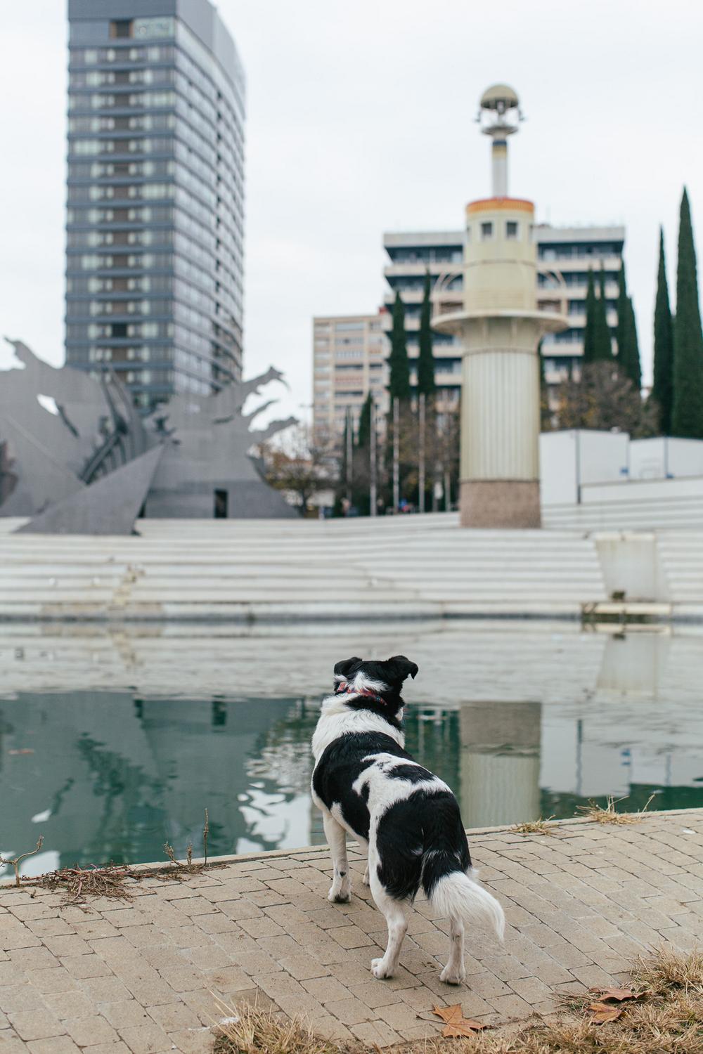 Dogs about