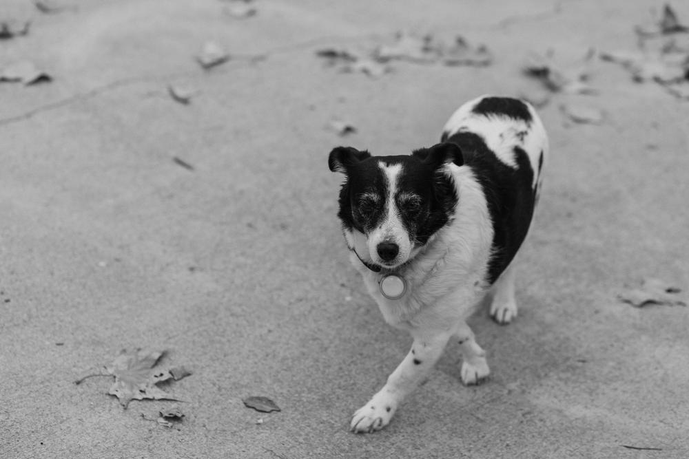 Dogs about