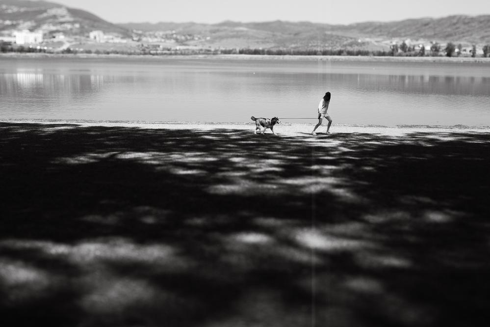 Dogs about