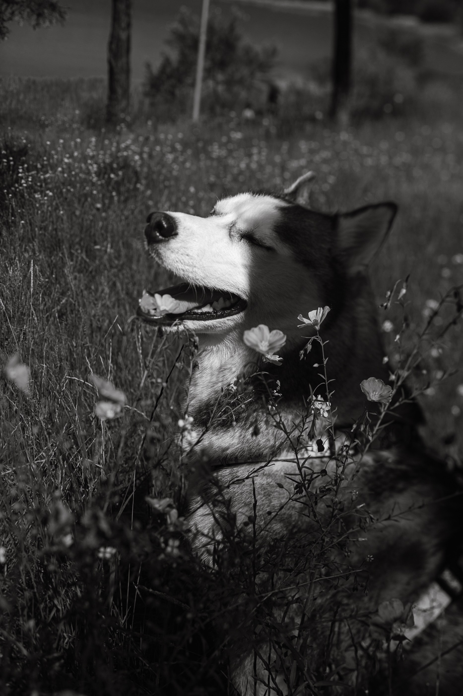 Dogs about