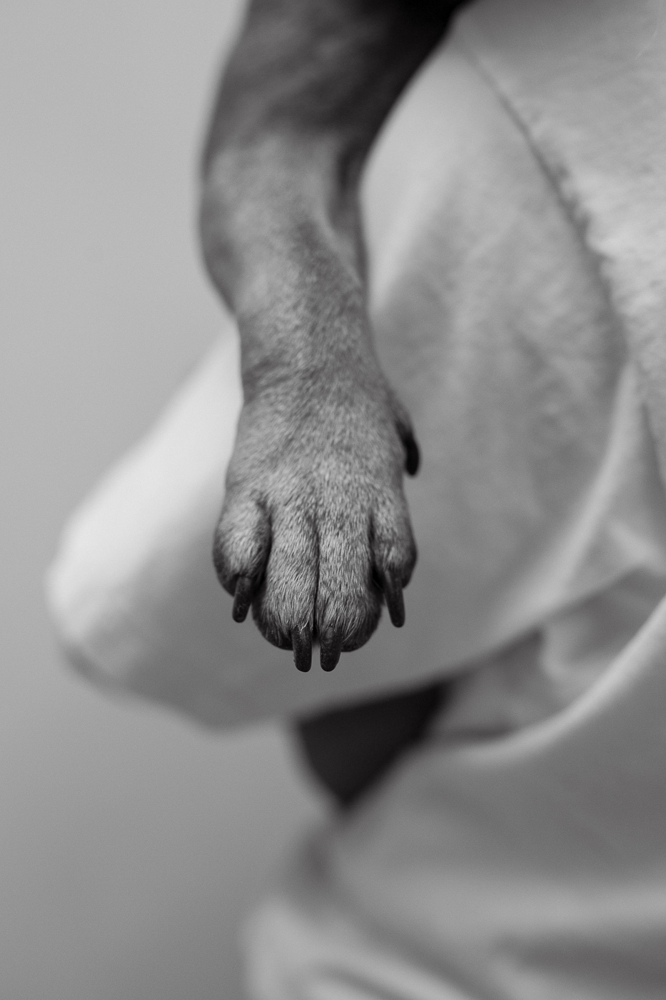 Dogs about