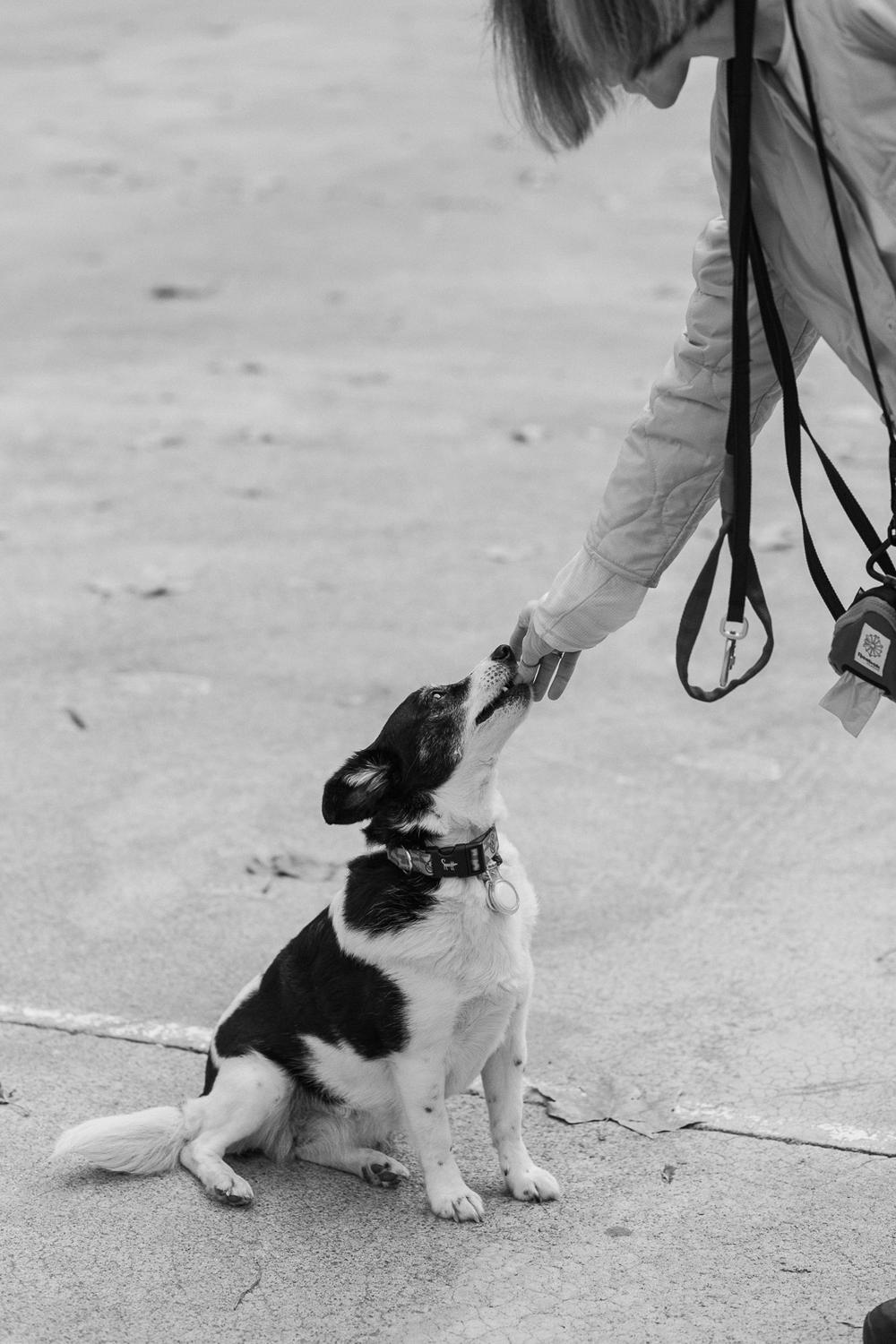 Dogs about