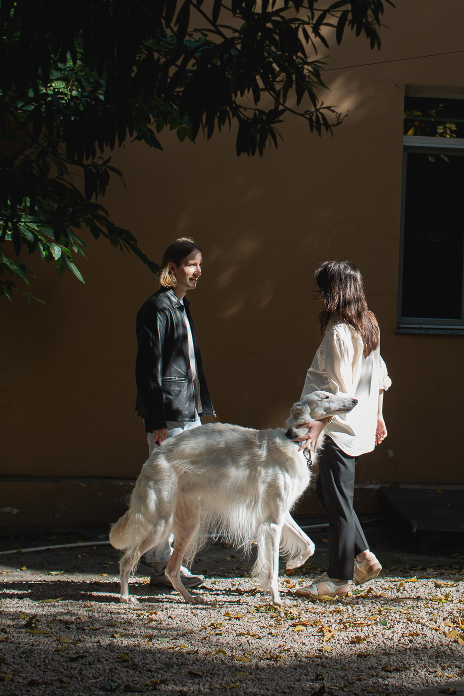 Dogs about