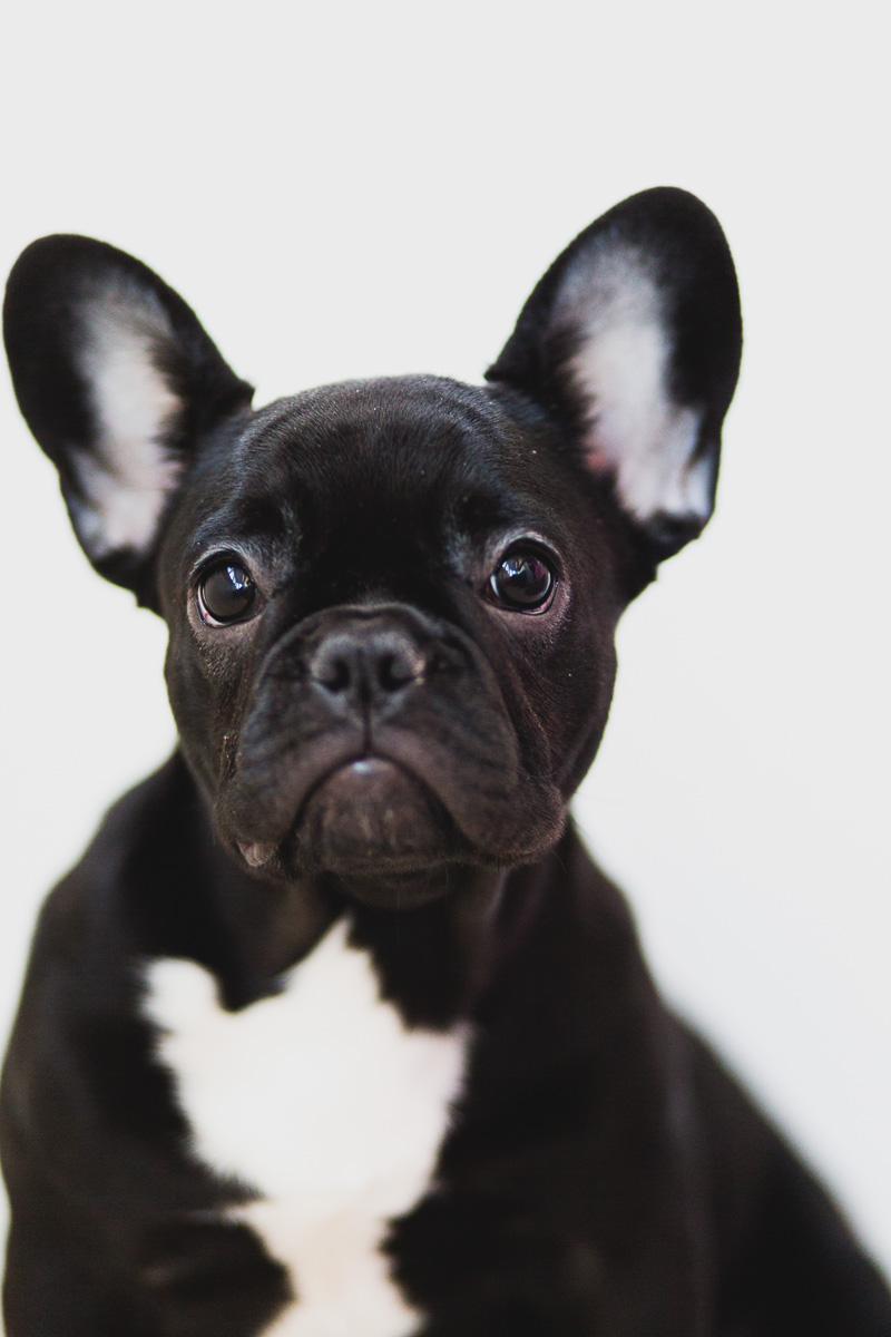 Dogs about