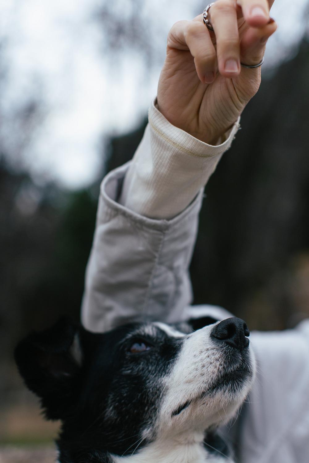 Dogs about