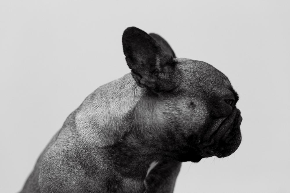Dogs about