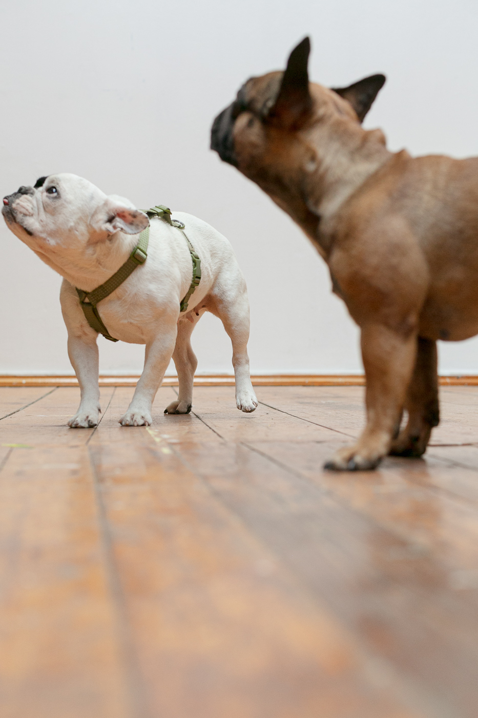 Dogs about