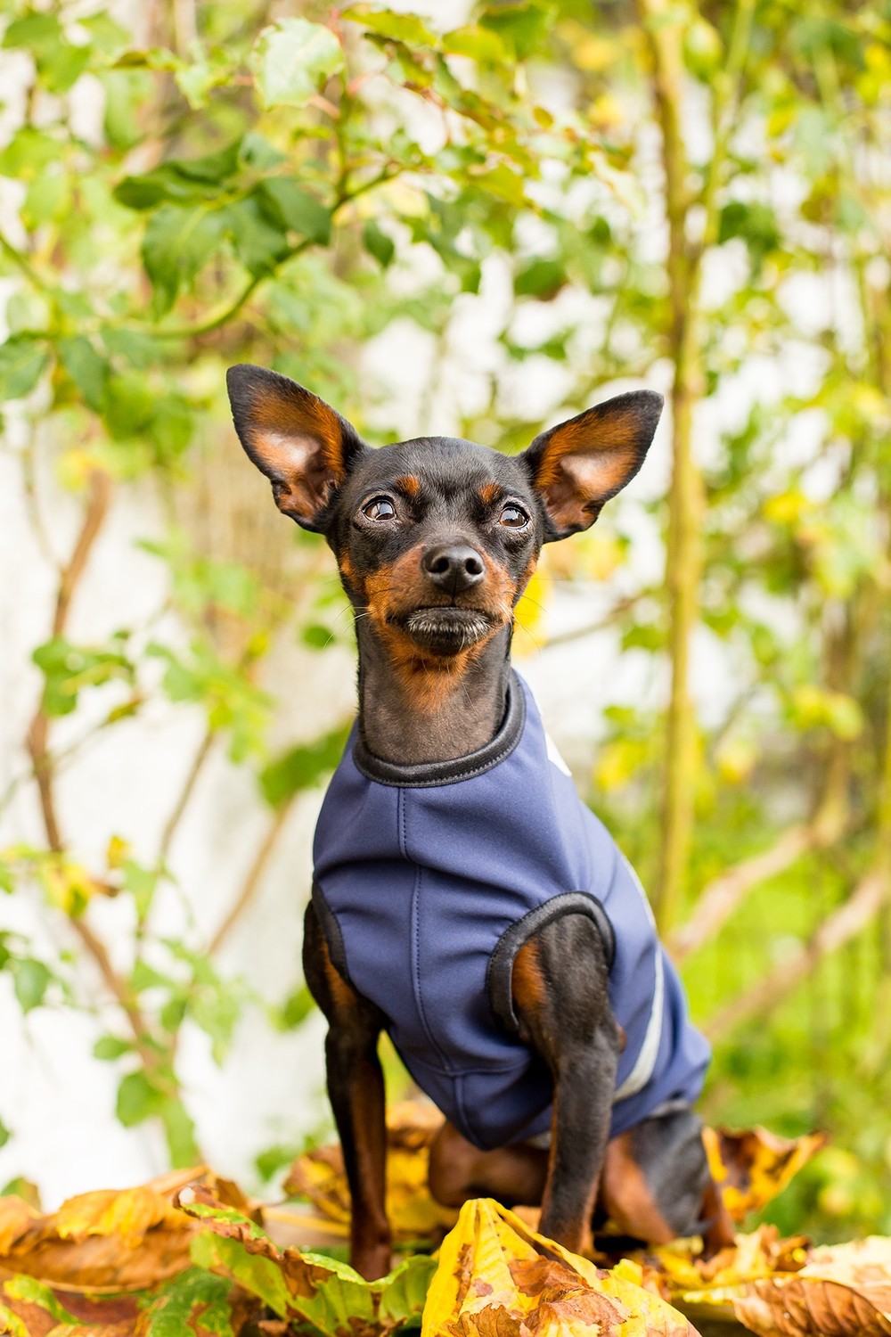 Hundebekleidung