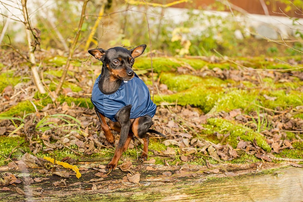 Hundebekleidung