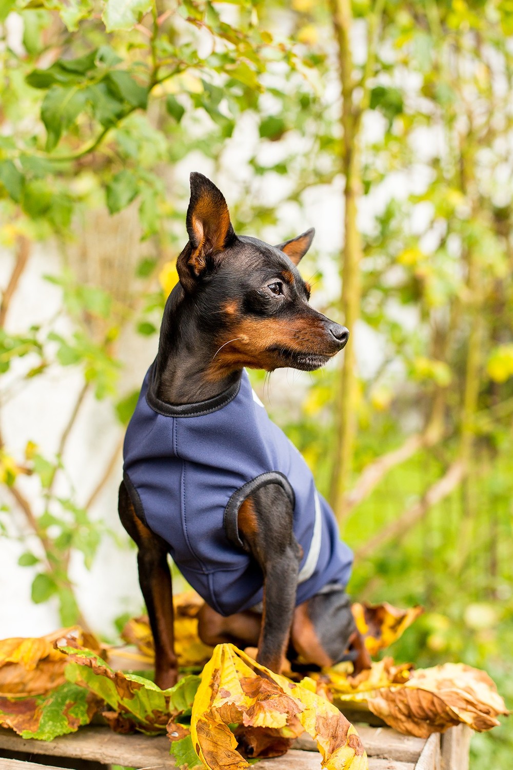 Hundebekleidung