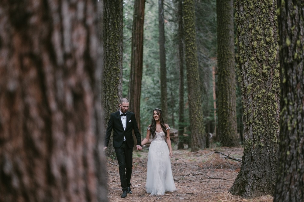Secret of the pine forest