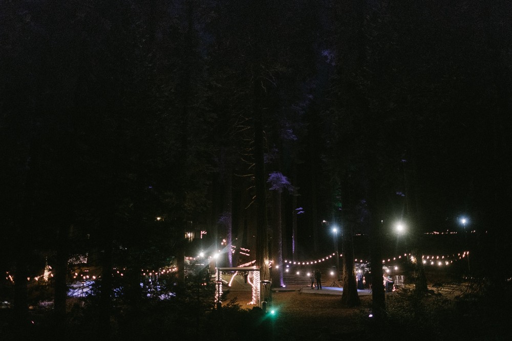 Secret of the pine forest