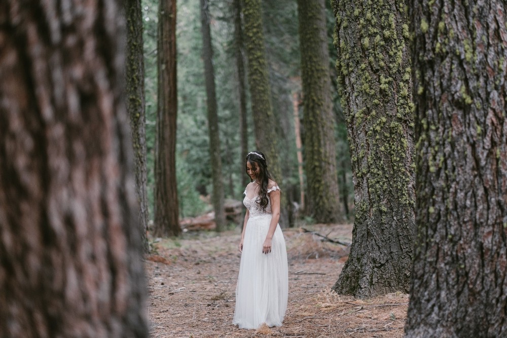 Secret of the pine forest