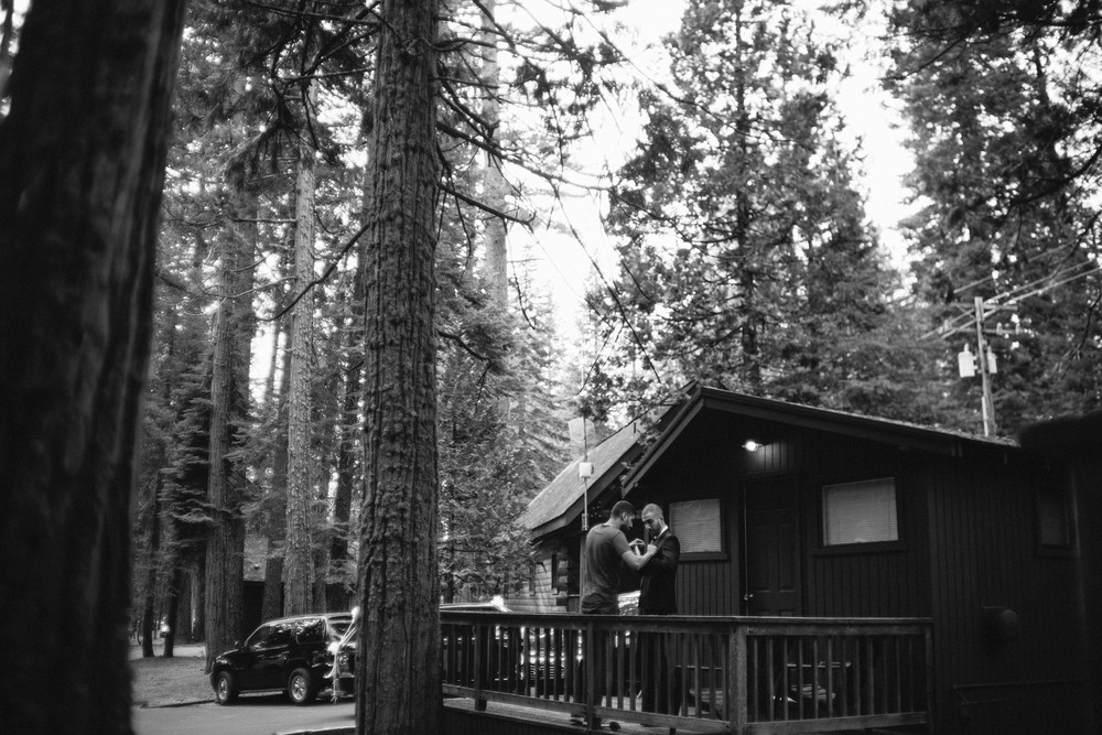 Secret of the pine forest