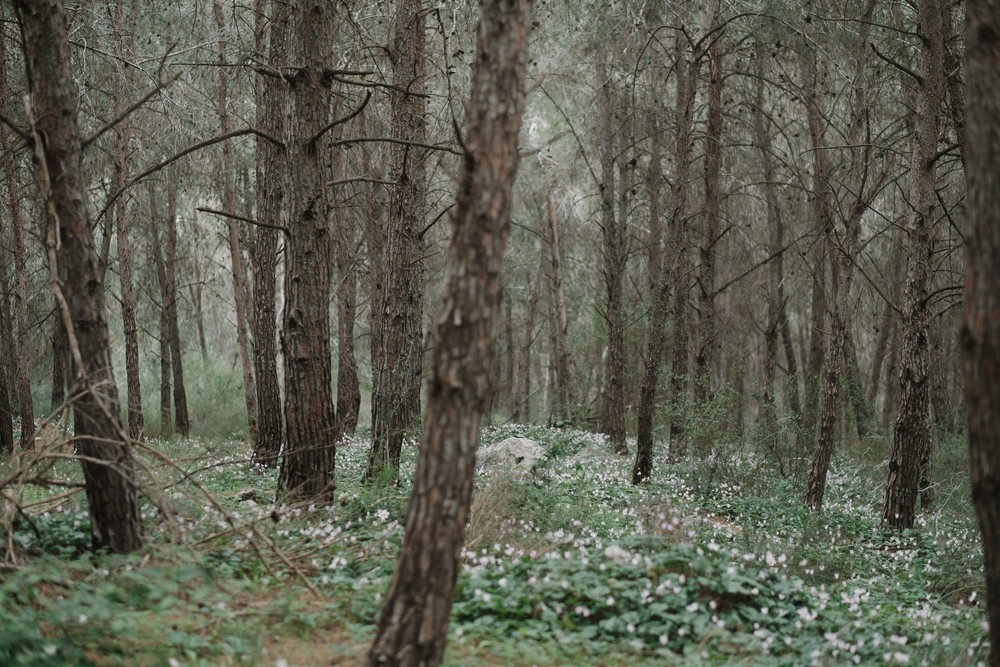 Flower carpet for Michal