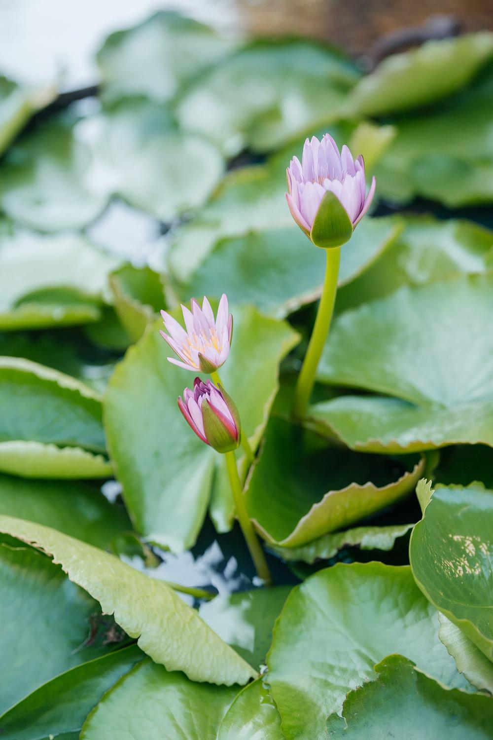 white lotus wedding 
