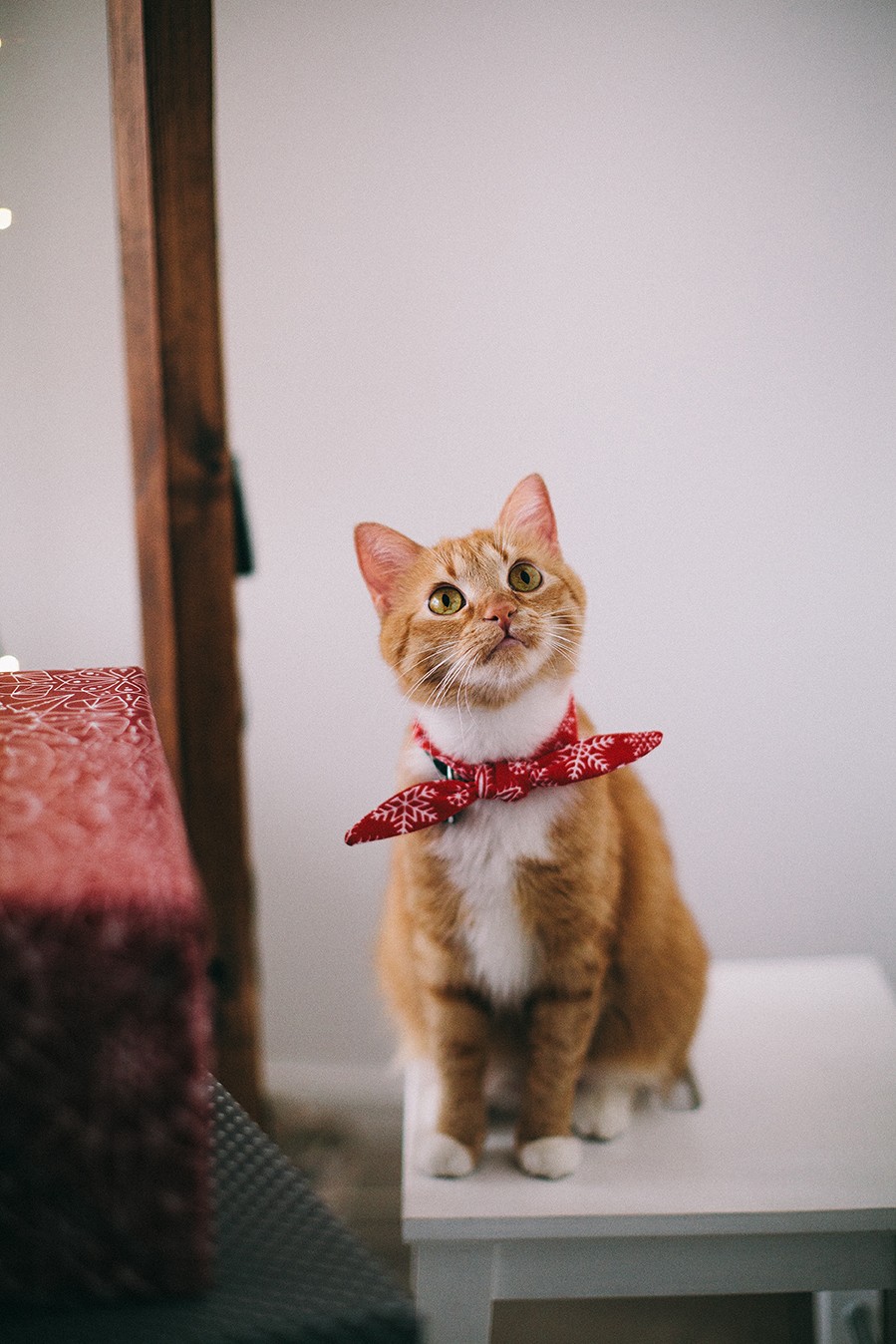 Christmas Photoday