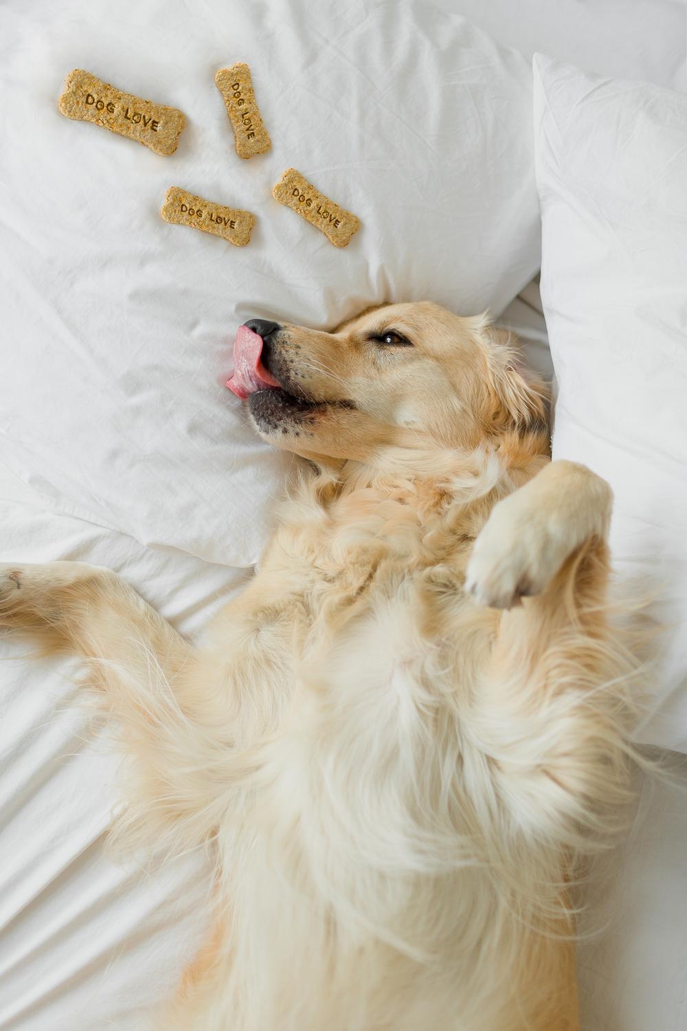 MORDA DOG