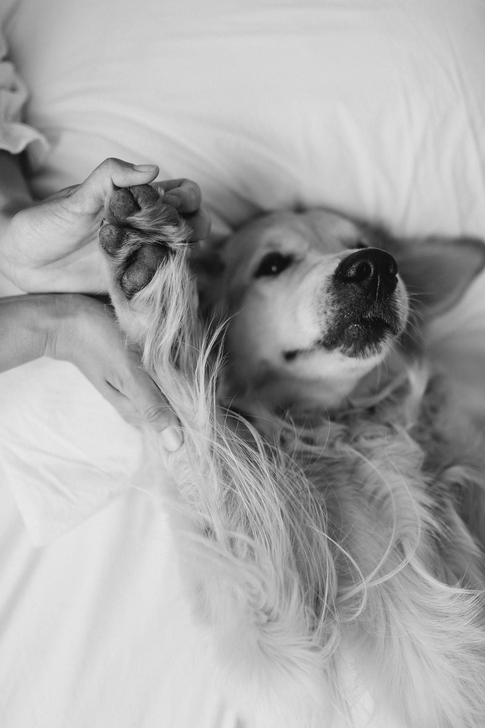 MORDA DOG