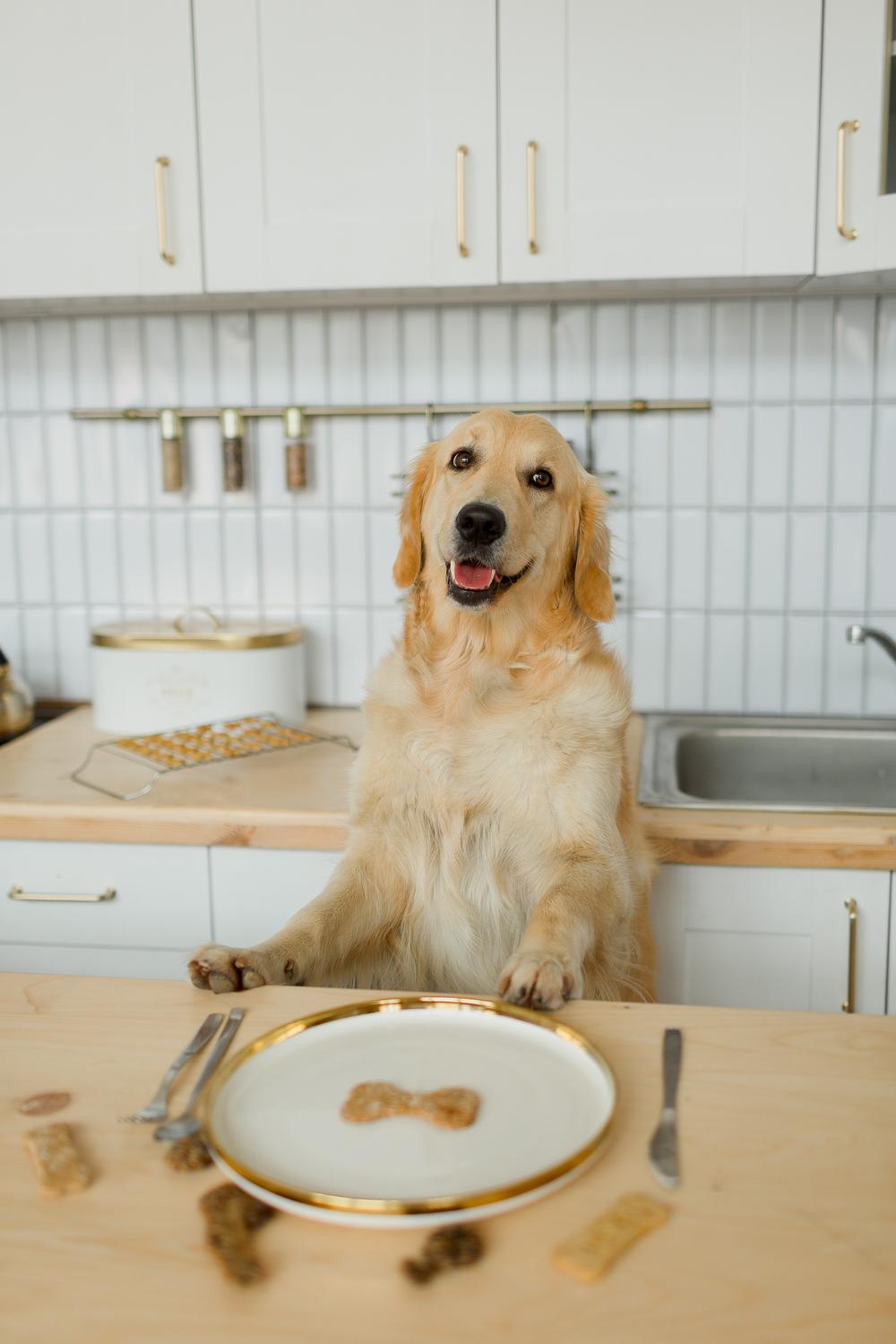 MORDA DOG