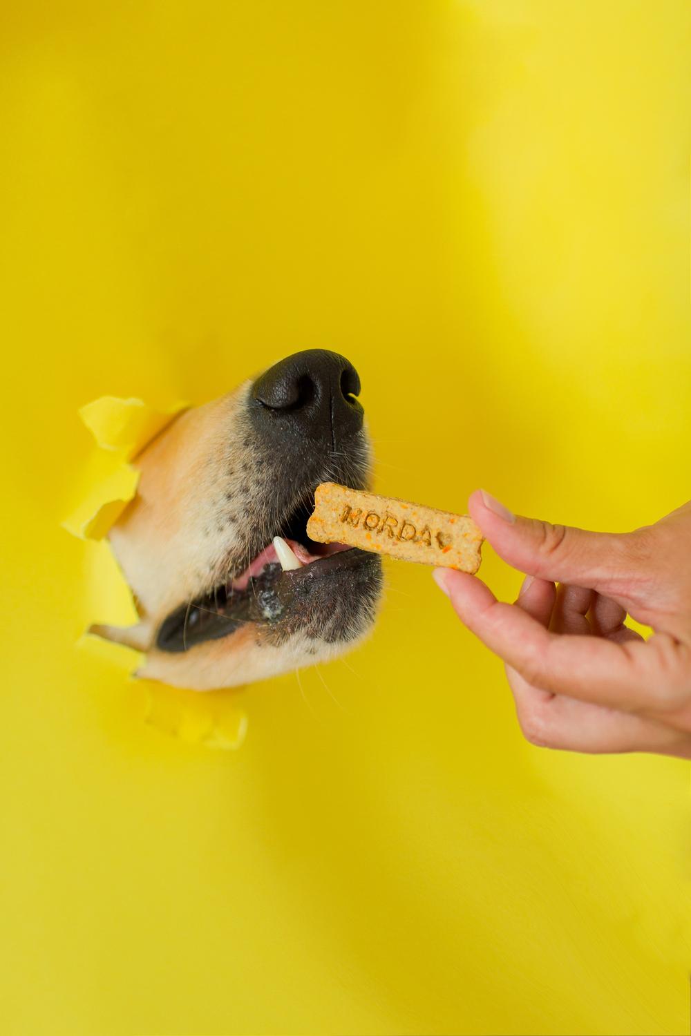MORDA DOG