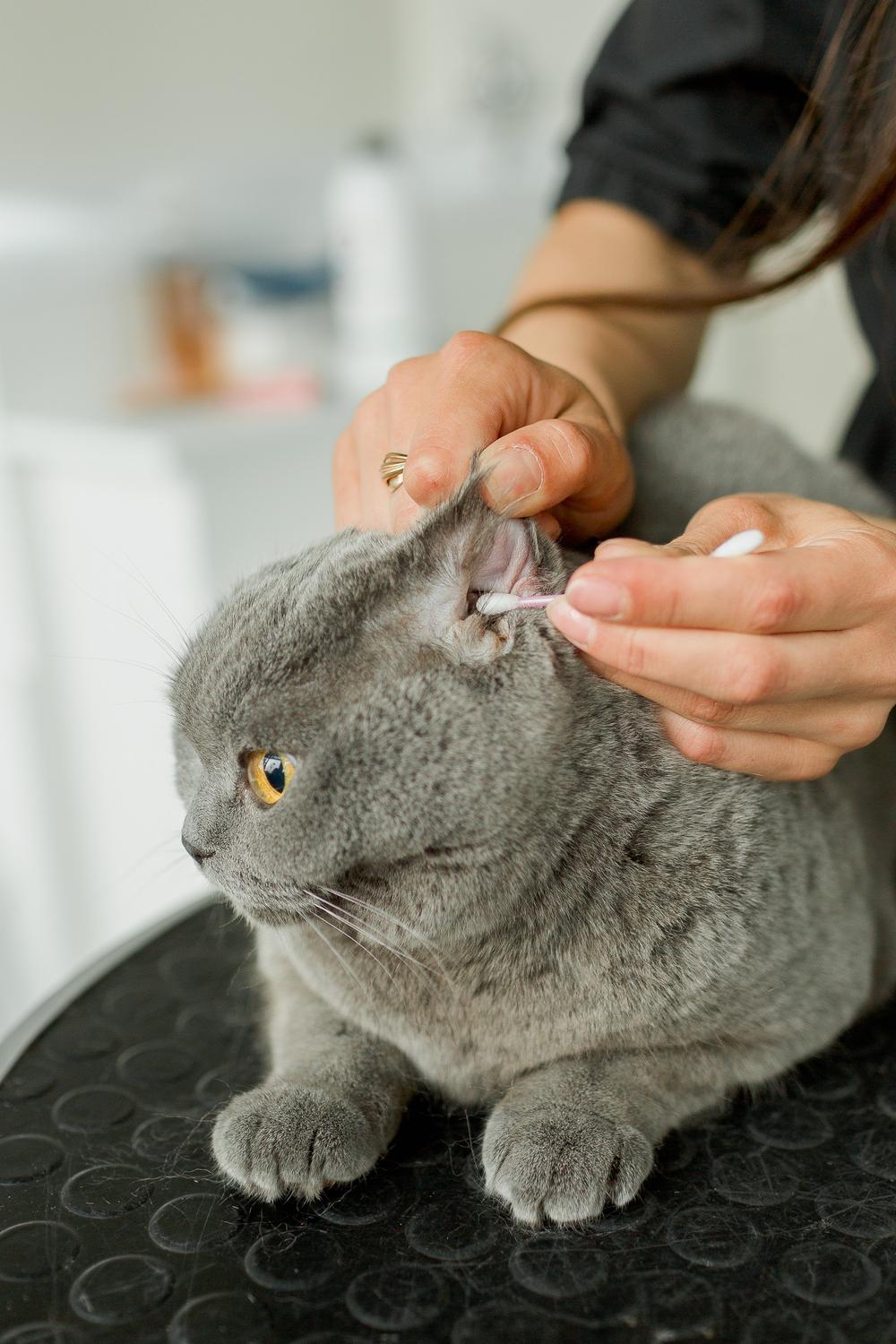 Pet`s grooming studio