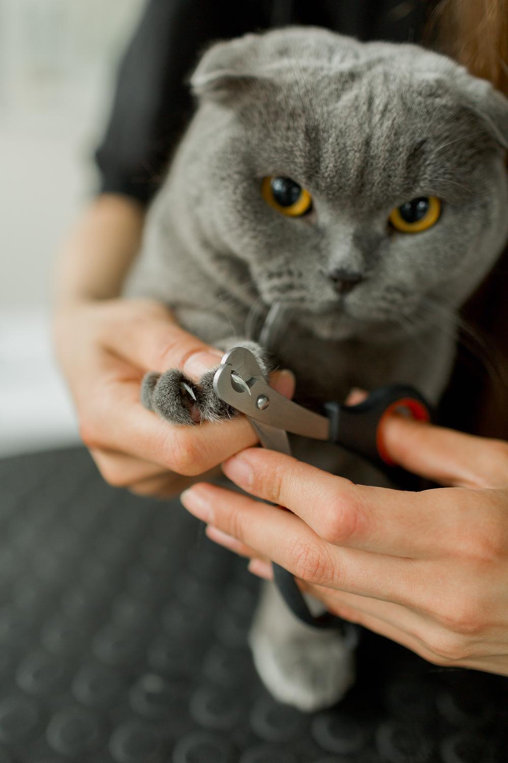 Pet`s grooming studio