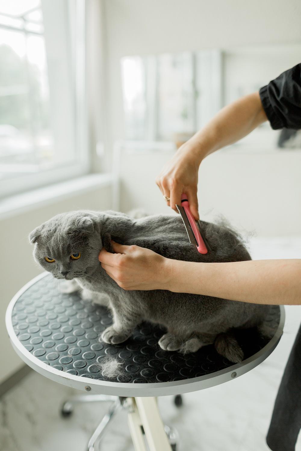 Pet`s grooming studio