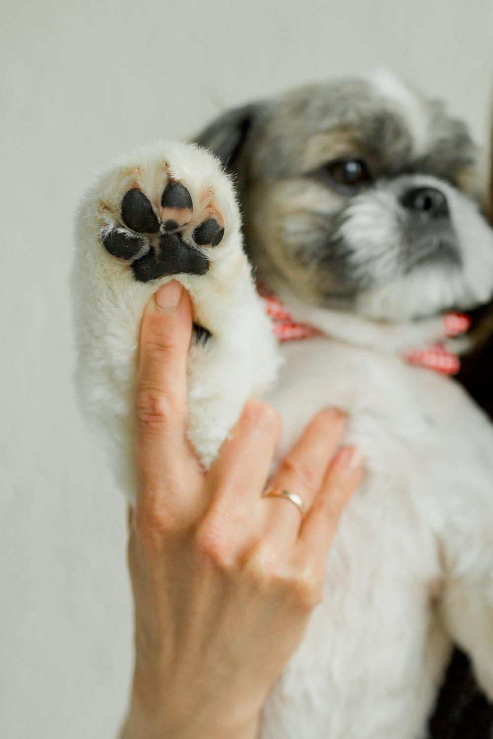 Pet`s grooming studio