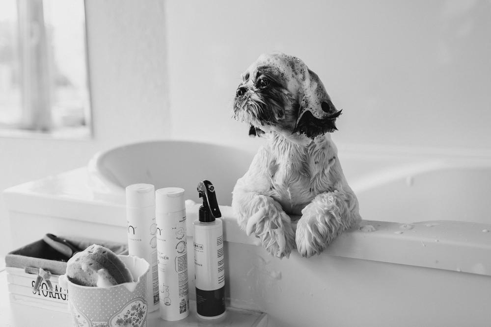 Pet`s grooming studio